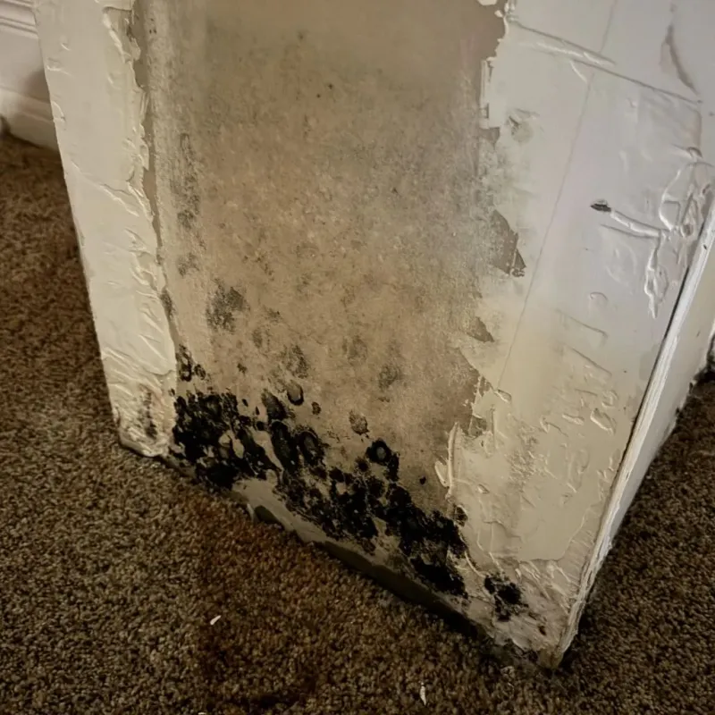 Professional Mold Removal in Champaign County, IL